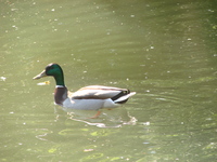 Ente