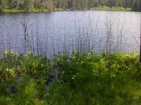 L`Etang de la Gruère (Moorteich de la Gruère)