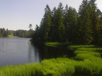 L`Etang de la Gruère (Moorteich de la Gruère)