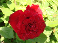 rote Rose