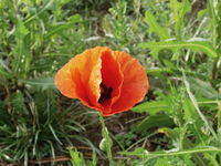 Mohn