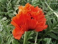 Orientalischer Mohn