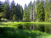 L`Etang de la Gruère (Moorteich de la Gruère)