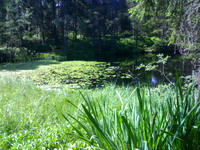 L`Etang de la Gruère (Moorteich de la Gruère)