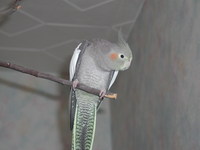 Aufnahmedatum: 2007-01-09 Susi