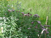 Aufnahmedatum: 2005-08-12 ©Alessandra Erlaufklause