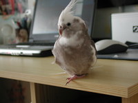 Aufnahmedatum: 2006-05-19 ©Alessandra Baby la mia calopsitta domestica