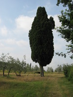 Aufnahmeort: Toscana Aufnahmedatum: 2007-07-00 ©Alessandra Cipresso