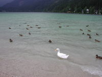 Aufnahmedatum: 2005-08-04 ©Alessandra il lago "Erlaufsee"