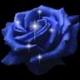 blaue Rose