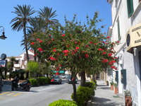 Aufnahmeort: Sardegna Aufnahmedatum: 2010-04-26 ©mars Palau