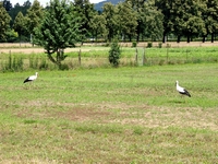 Aufnahmeort: Basel Aufnahmedatum: 2007-06-29 ©by Karolina M. Bild