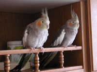 Aufnahmedatum: 2006-08-30 ©Alessandra Daisy (a sinistra) & Susi (a destra)